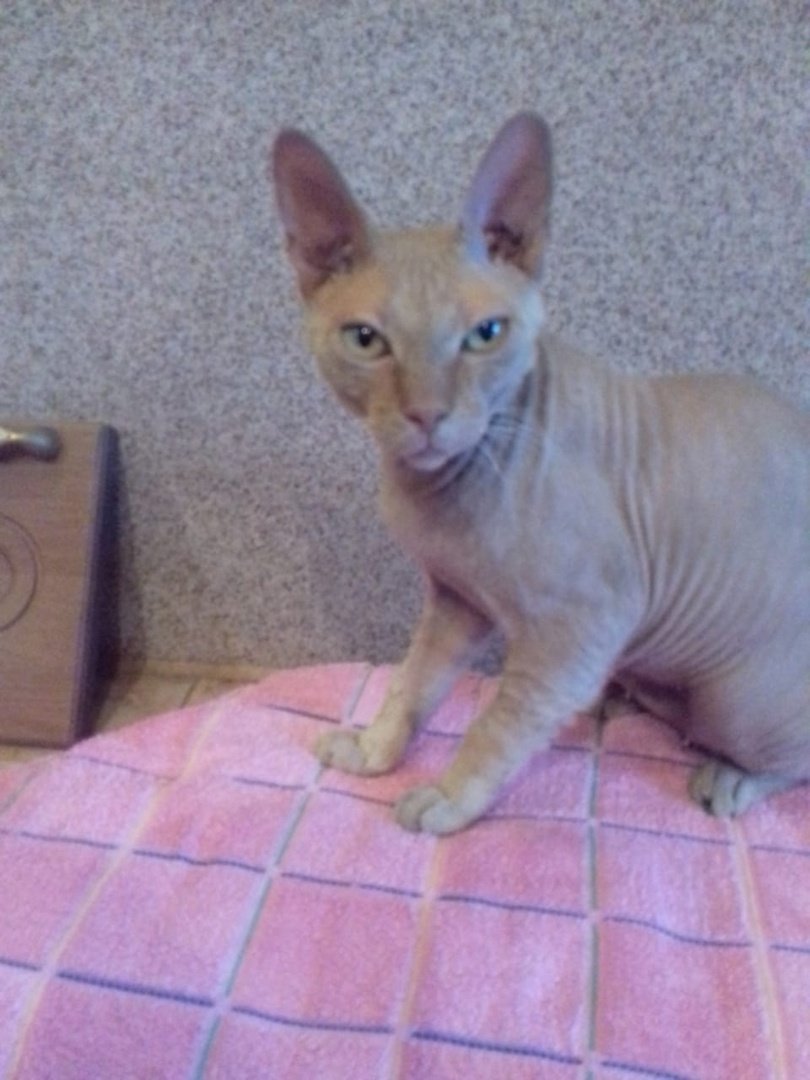 Кошка сфинкс метис