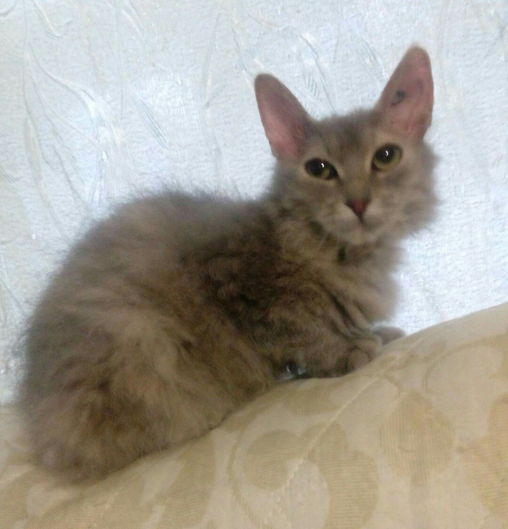 Кошка сфинкс метис