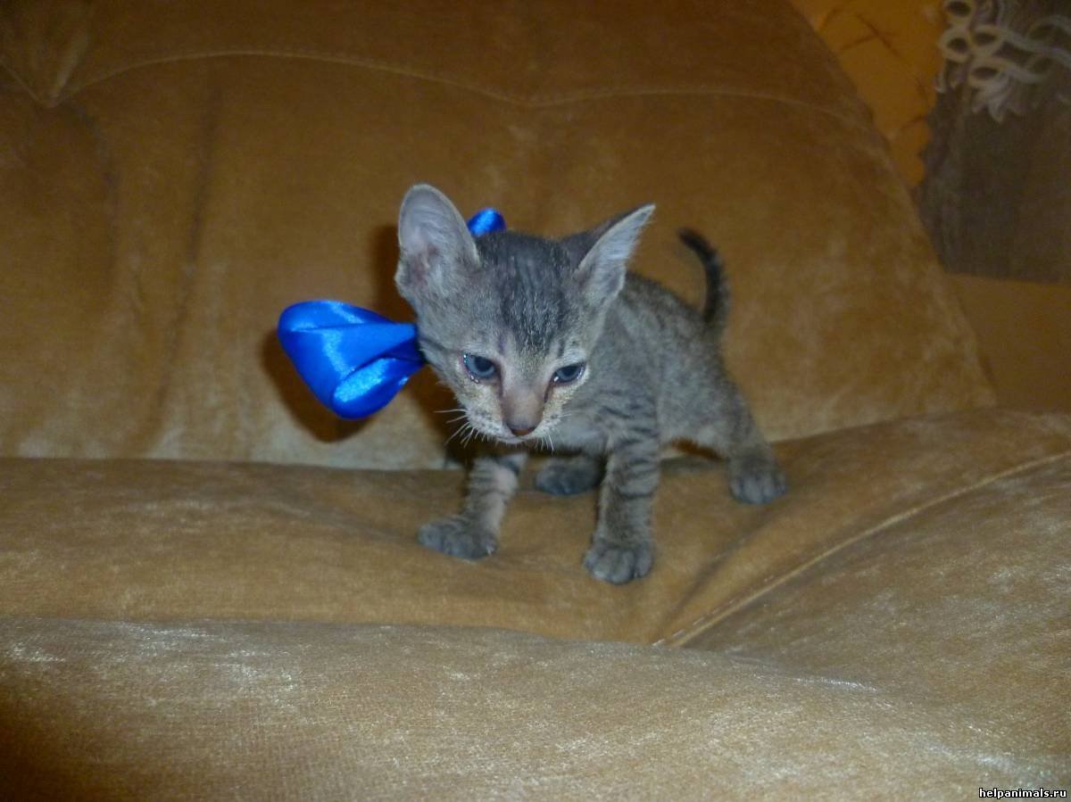 Кошка смесь сфинкса