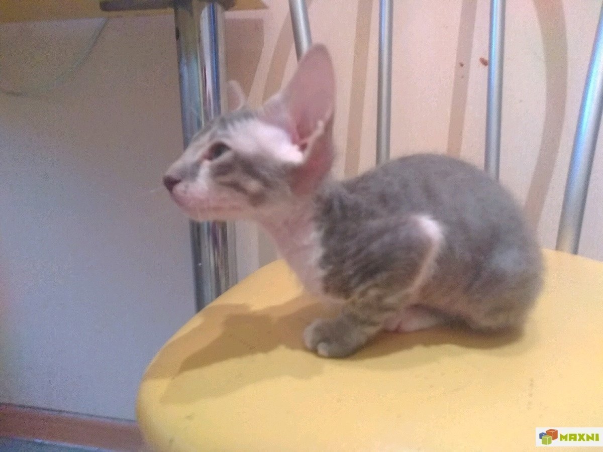 Абиссинская кошка и сфинкс