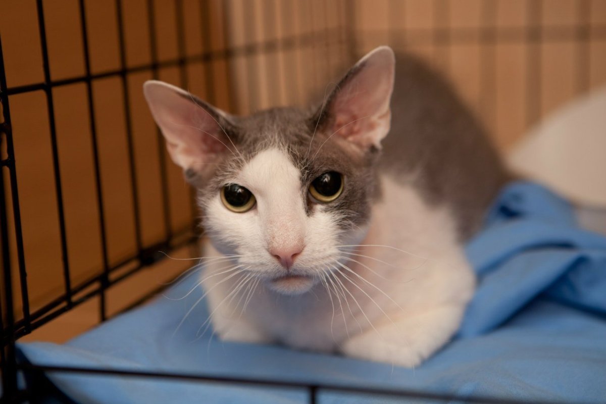 Сфинкс кот метис