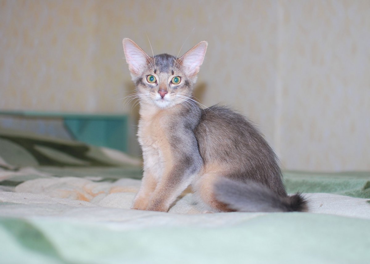 Донской сфинкс помесь