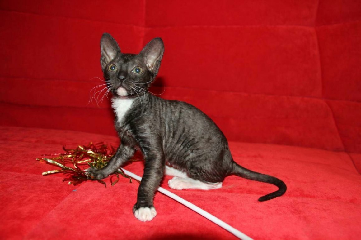 Метис сибирской и сфинкса