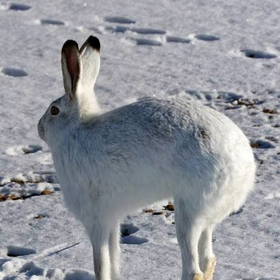 Какая шерсть у зайцев. Арктический Беляк Полярный заяц. Заяц Беляк в тундре. Северный заяц Беляк. Заяц Русак белый.