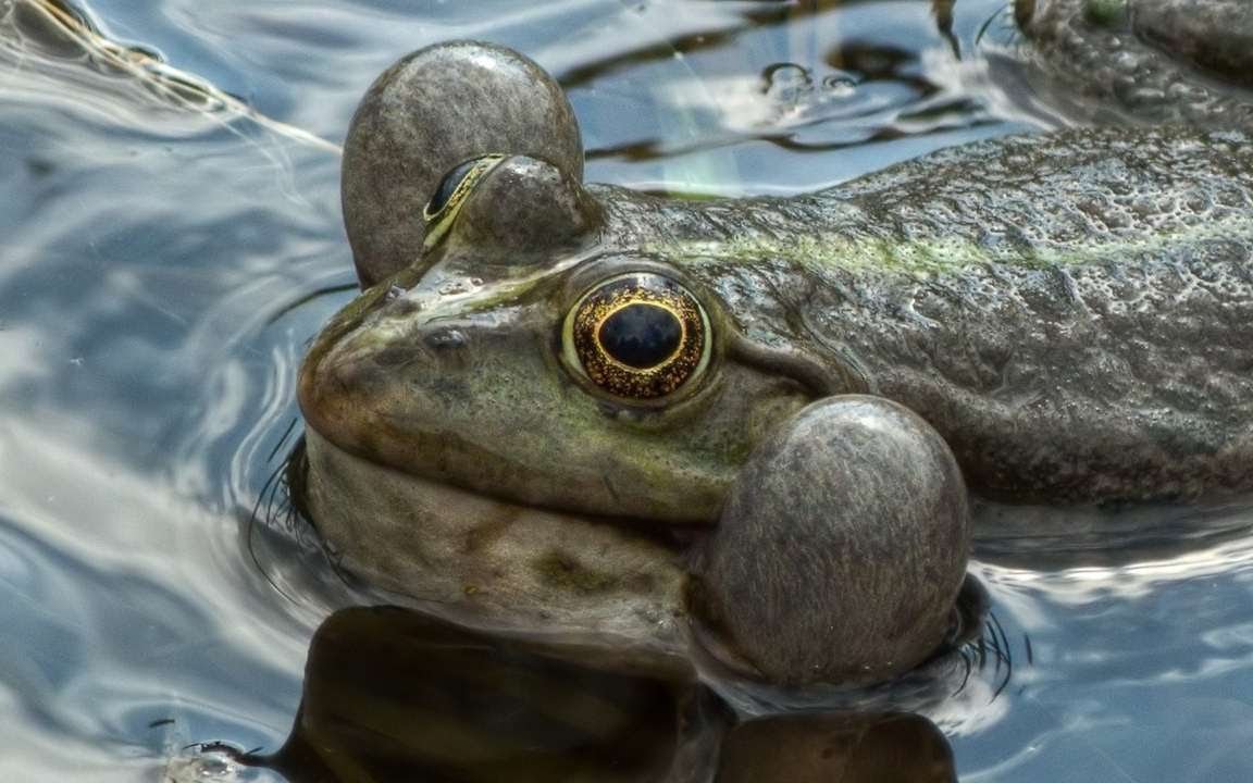 Роющая жаба