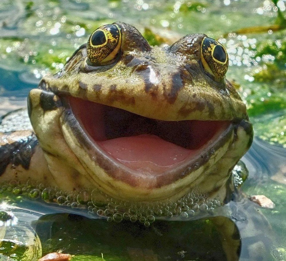 Лягушка улыбается
