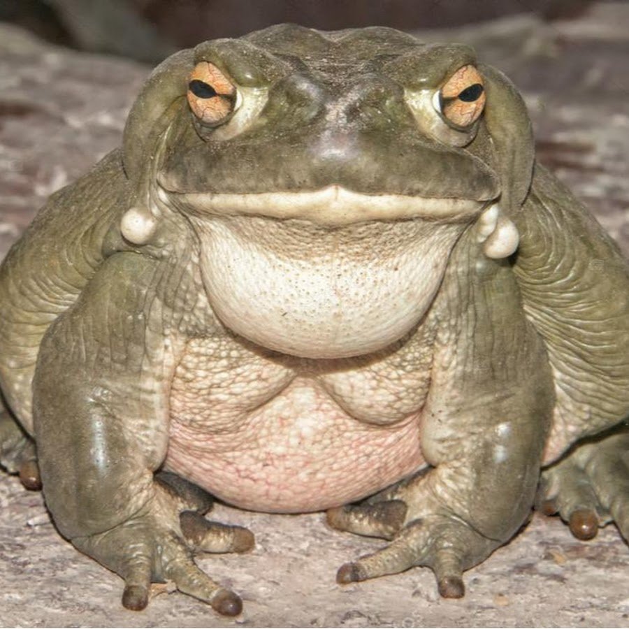 Лягушка с надутыми щеками