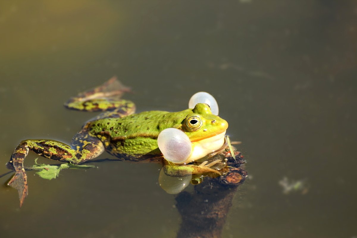 Прудовая лягушка самец