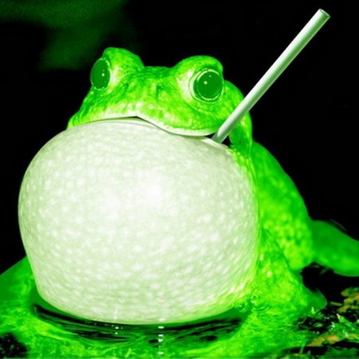 Озерная лягушка самец