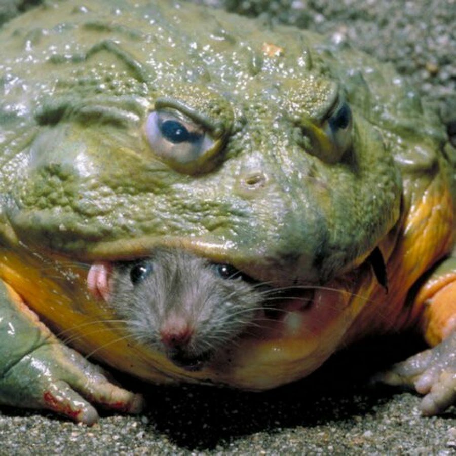 Тигровая лягушка Hoplobatrachus tigerinus