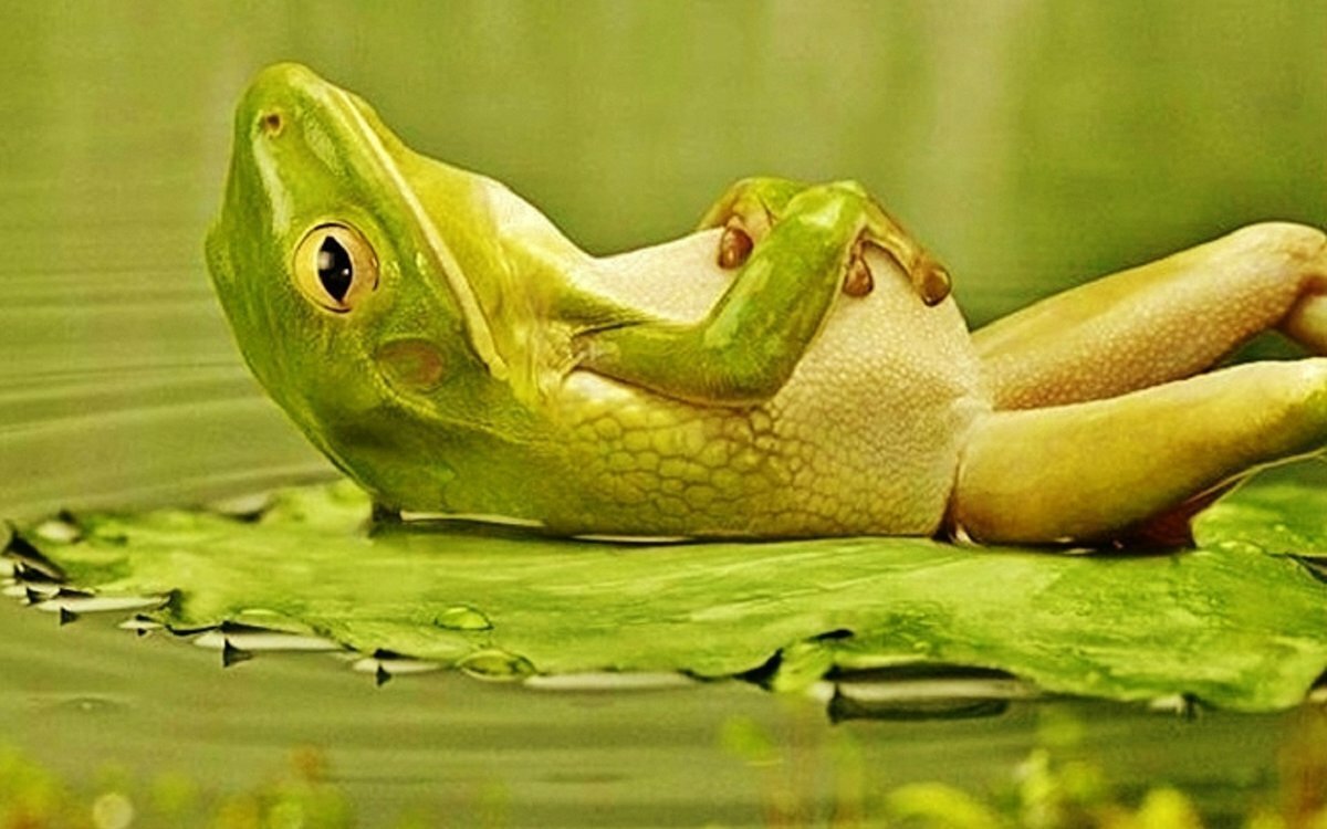 Одноглазая лягушка
