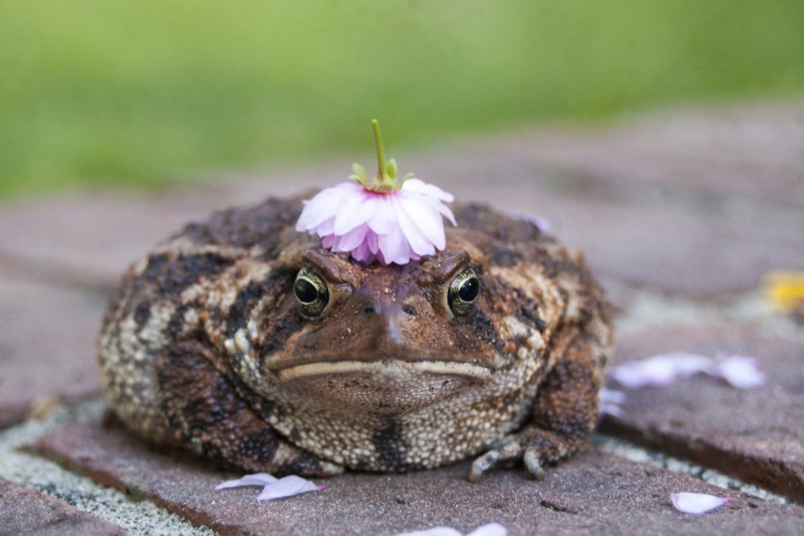 Glyphoglossus Molossus