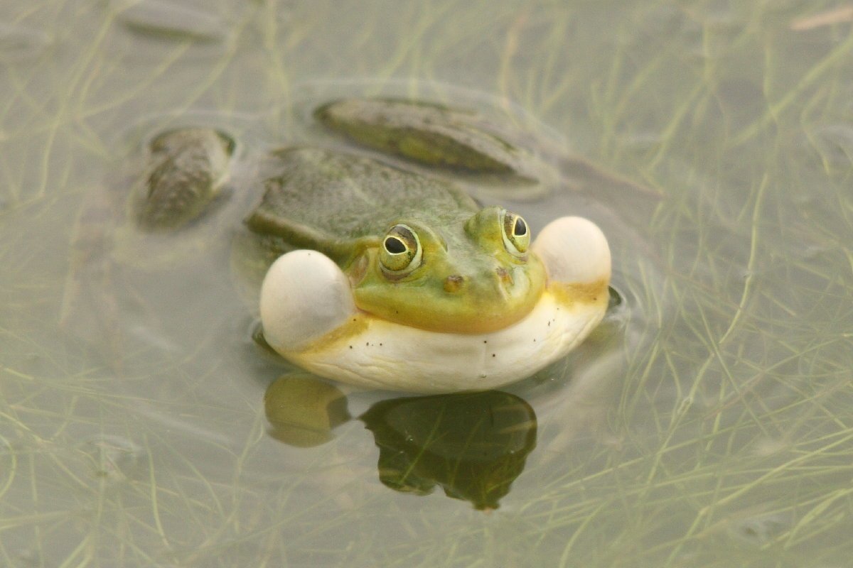 Смешная жаба