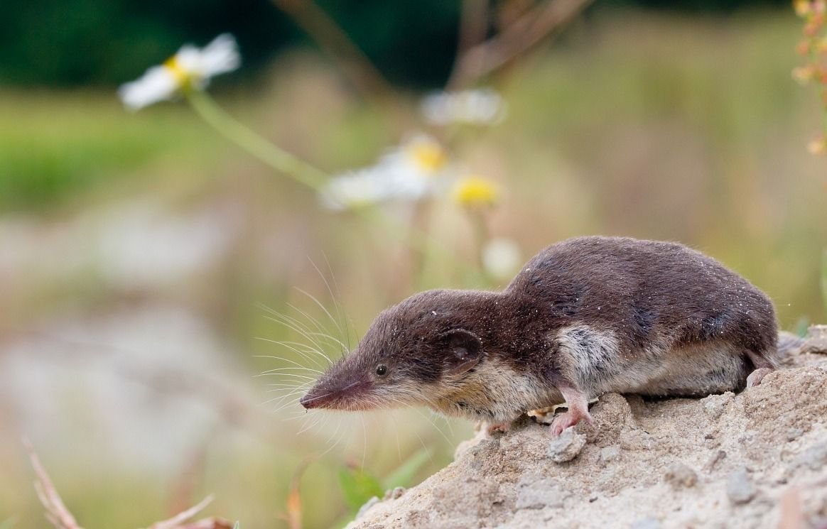 Землеройка бурозубка