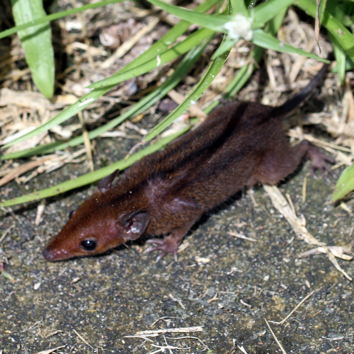 Monodelphis brevicaudata