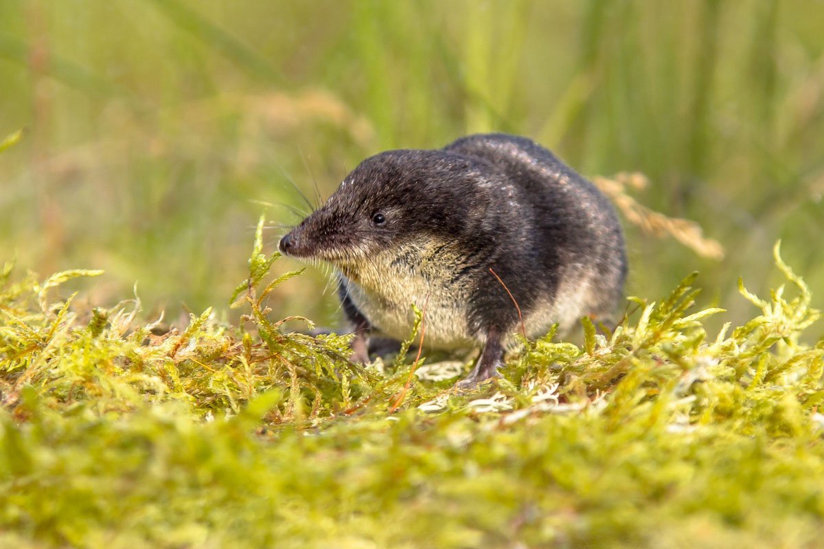 Водяная землеройка