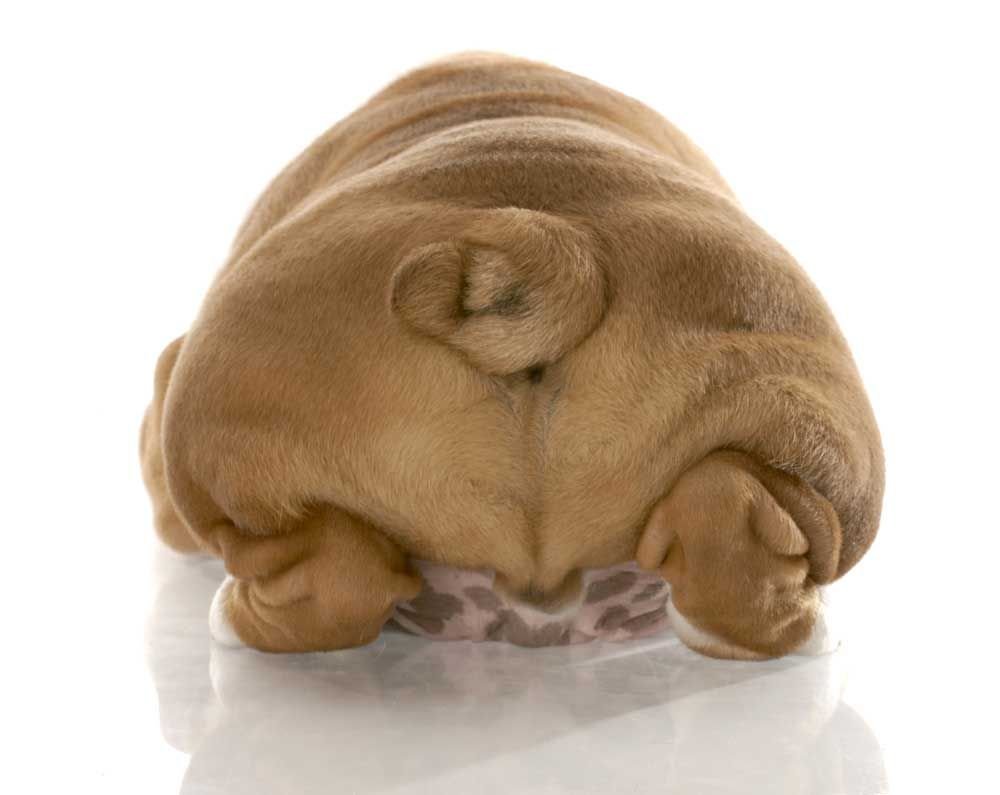 Бульдог с хвостом