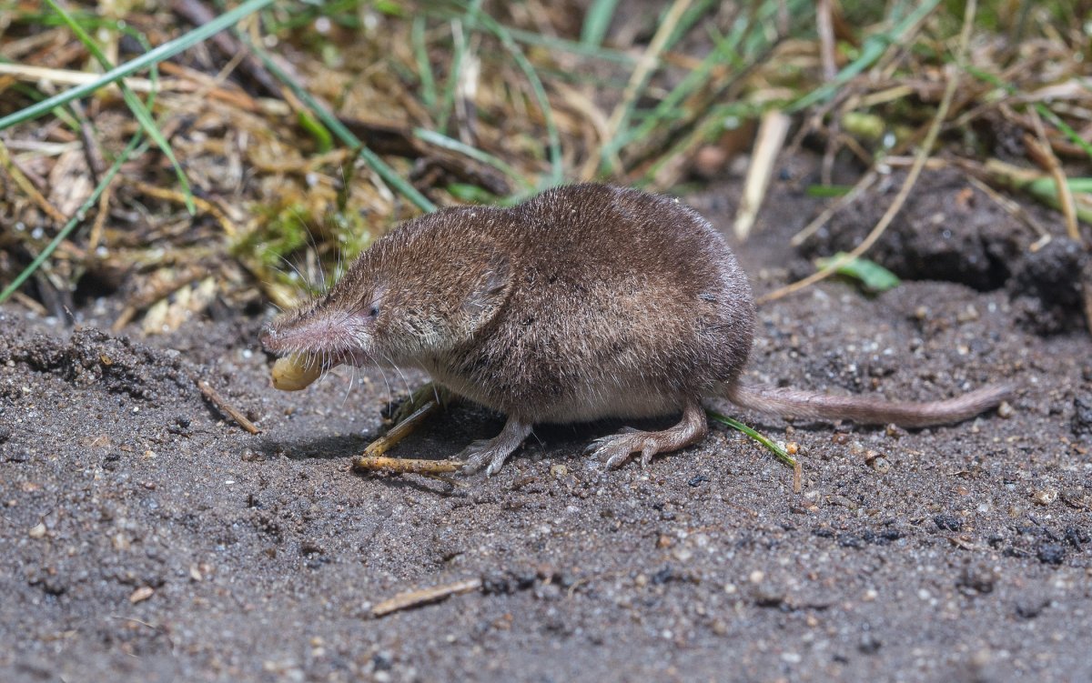 Этрусская бурозубка