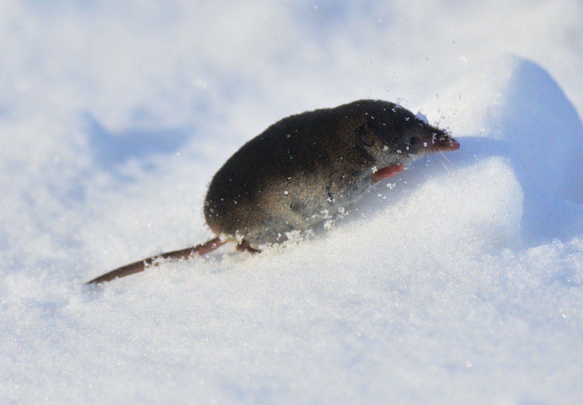 Арктическая бурозубка