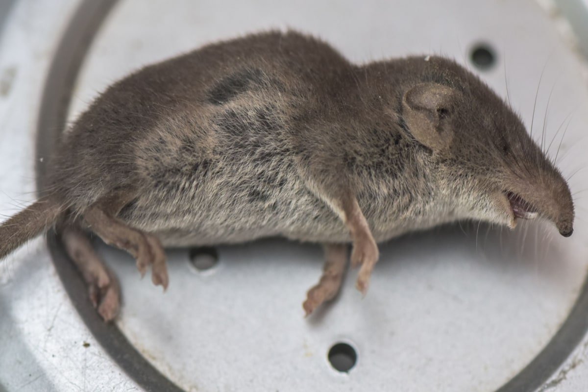 Кто такая землеройка