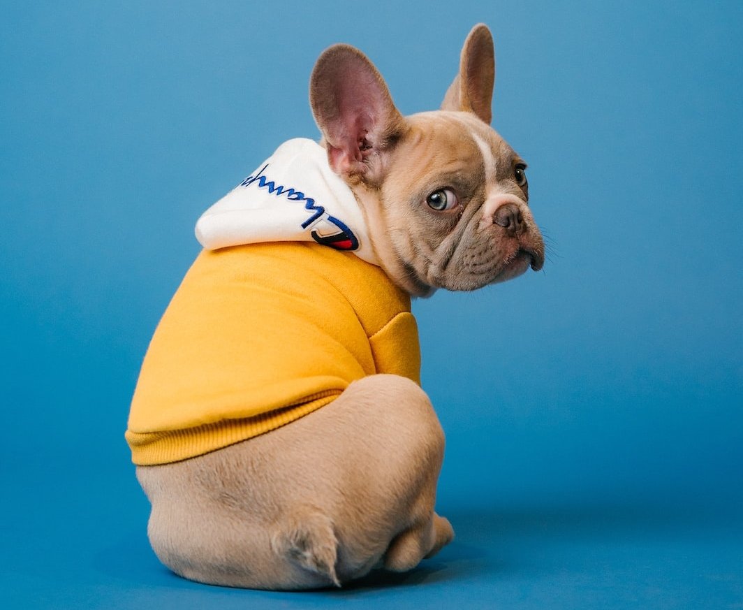 Французский бульдог с хвостом