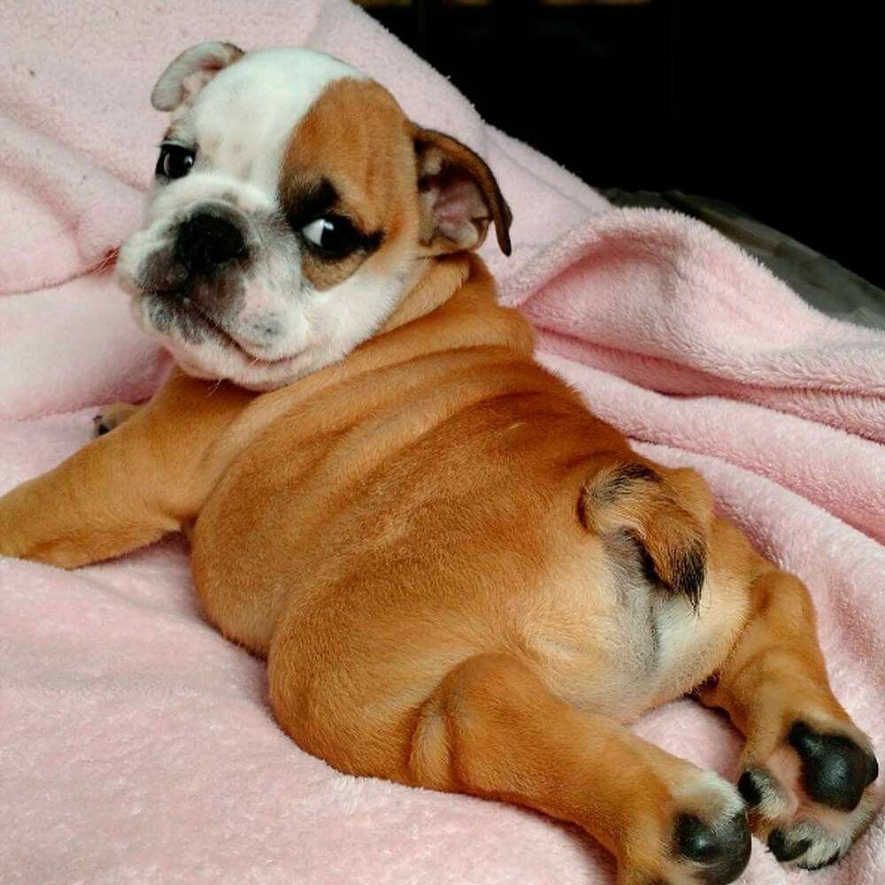 Собака валяется на спине