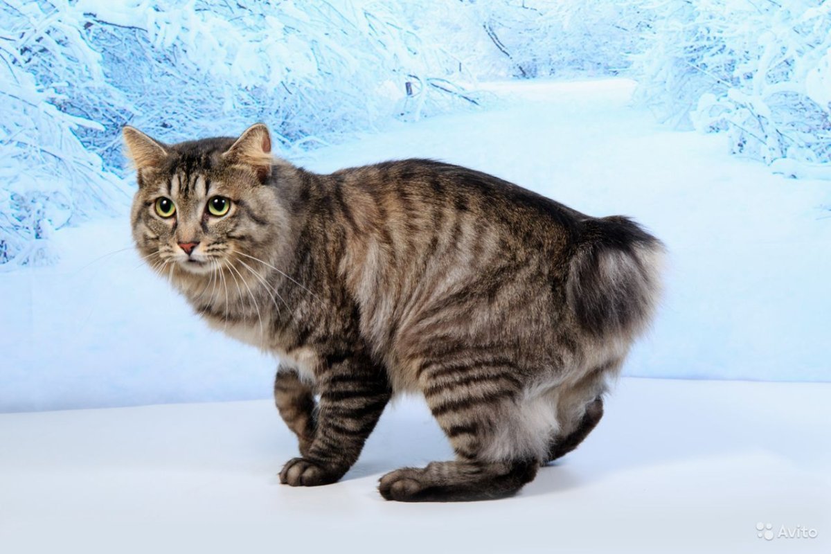 Кимрская порода Кимрик