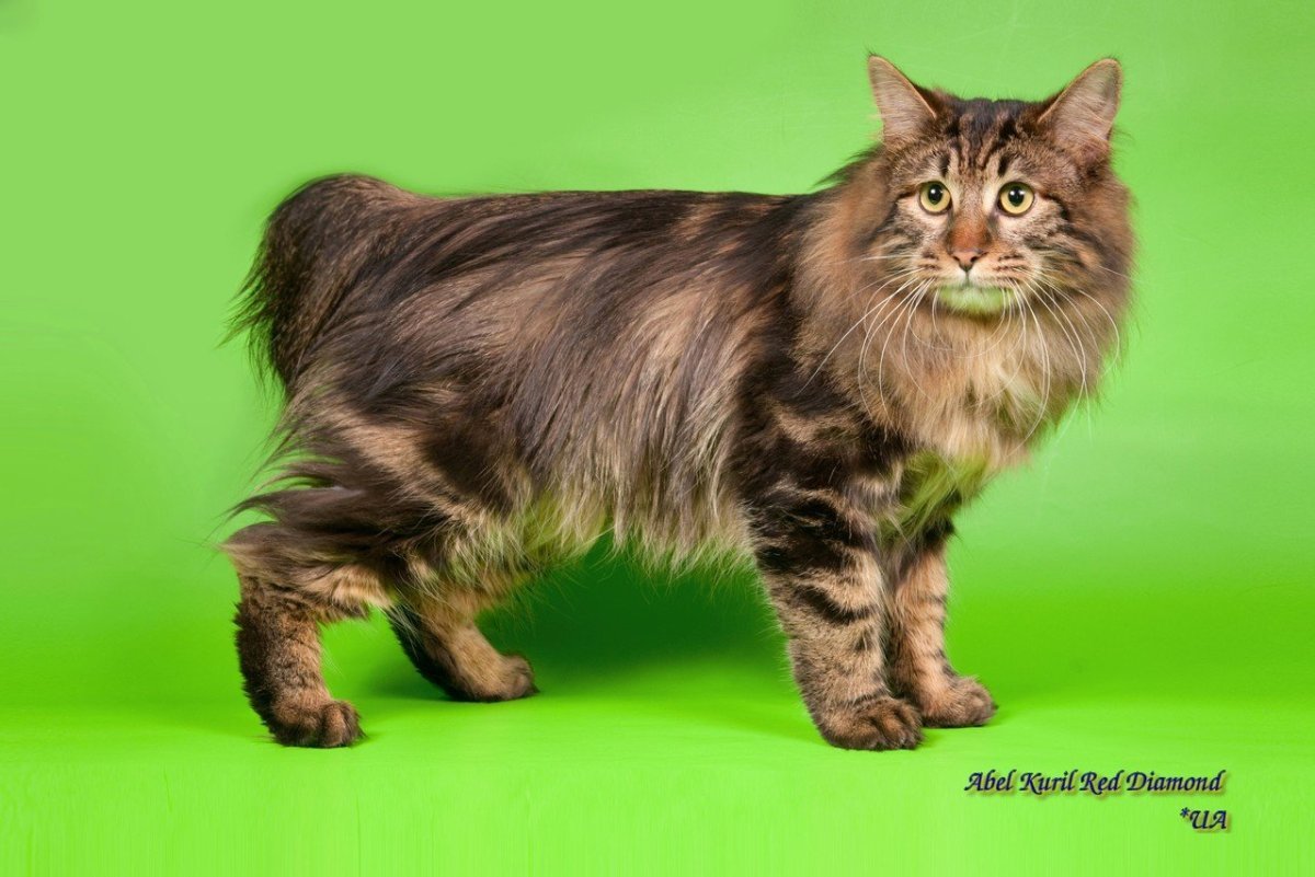 Бенгальский бобтейл