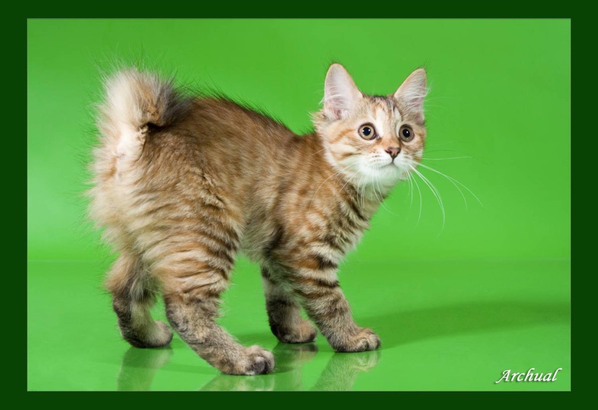 Курильский бобтейл