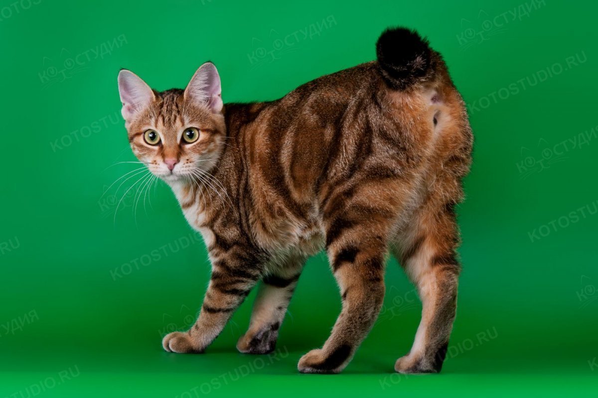 Курильский бобтейл