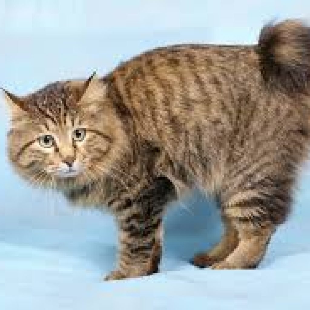 Камчатский кот бобтейл - 74 фото