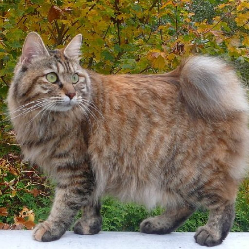 Японский бобтейл длинношёрстный