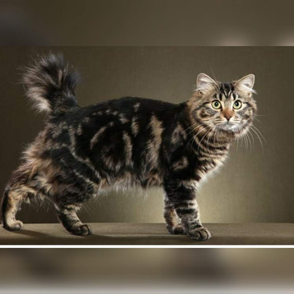 Кот Курильский бобтейл