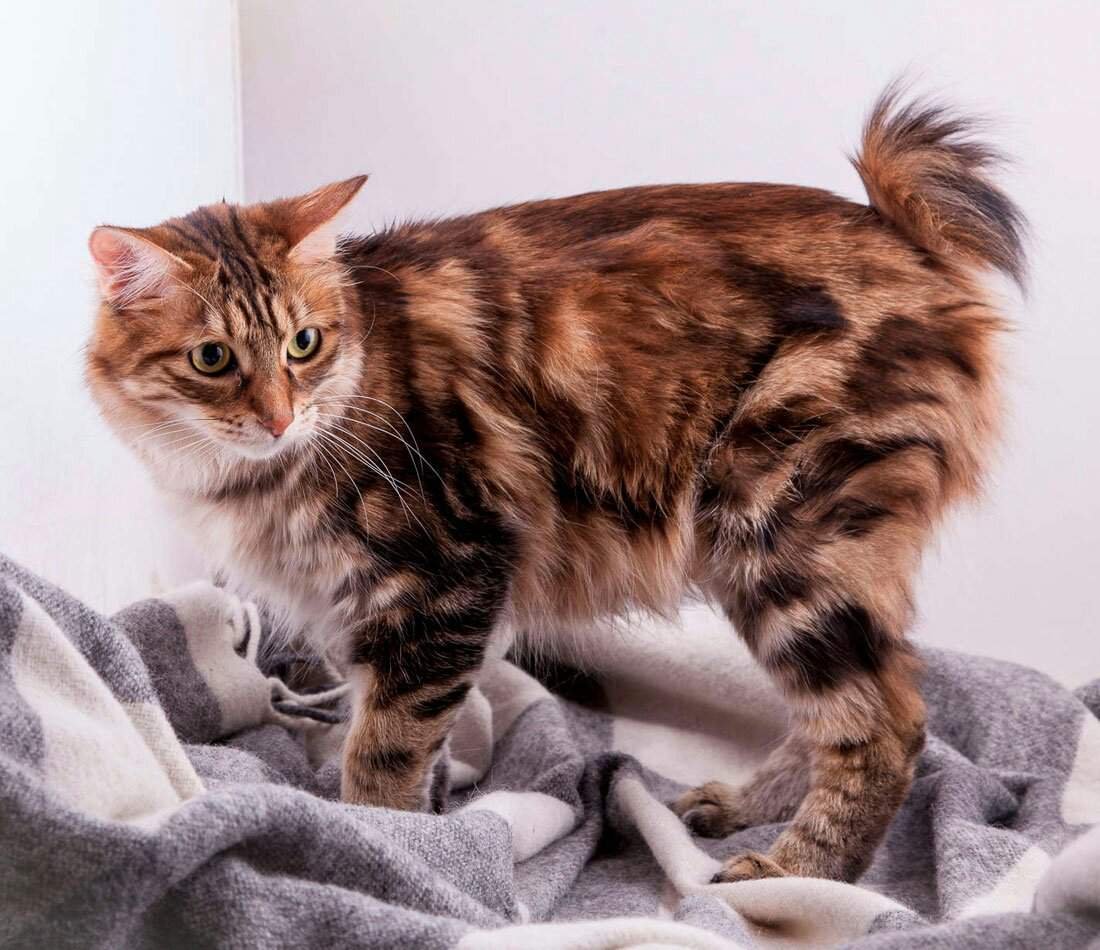 Курильский бобтейл дикий