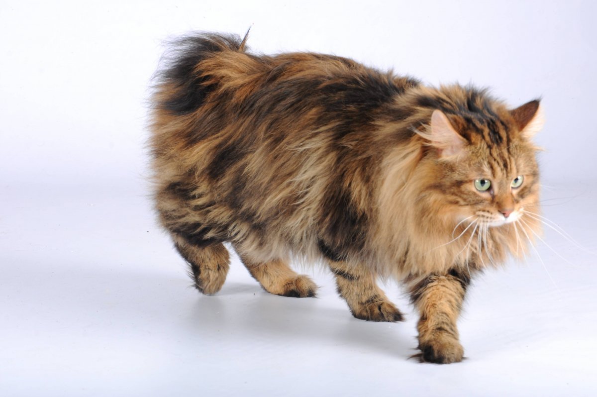 Курильский бобтейл