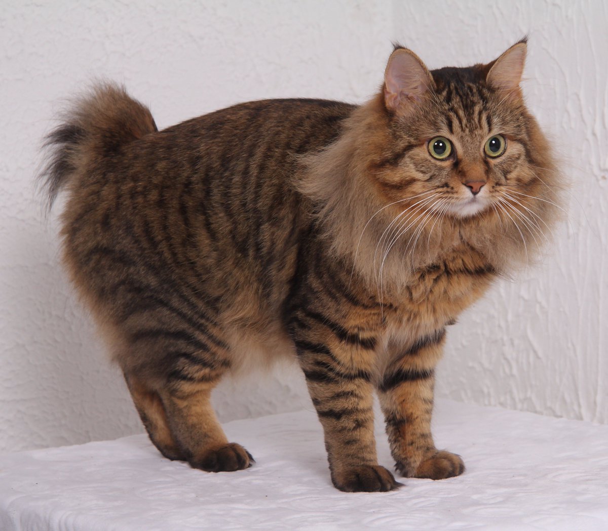 Кот Курильский бобтейл