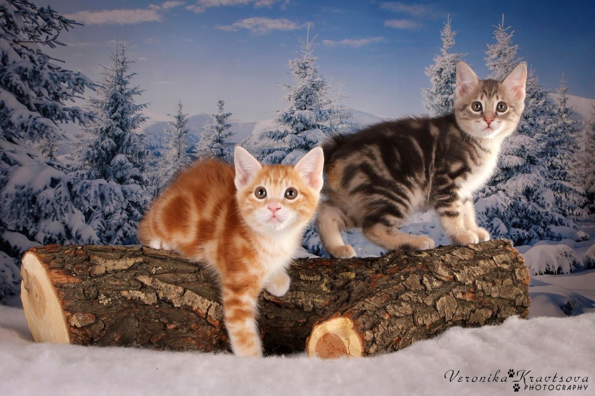 Сибирский бобтейл кот