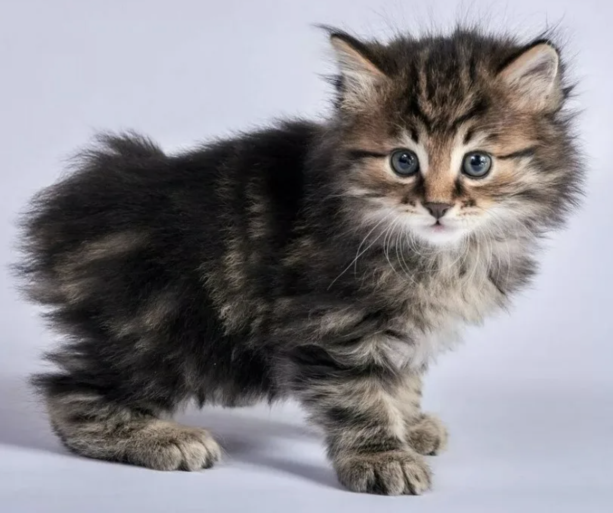 Американский бобтейл кошки