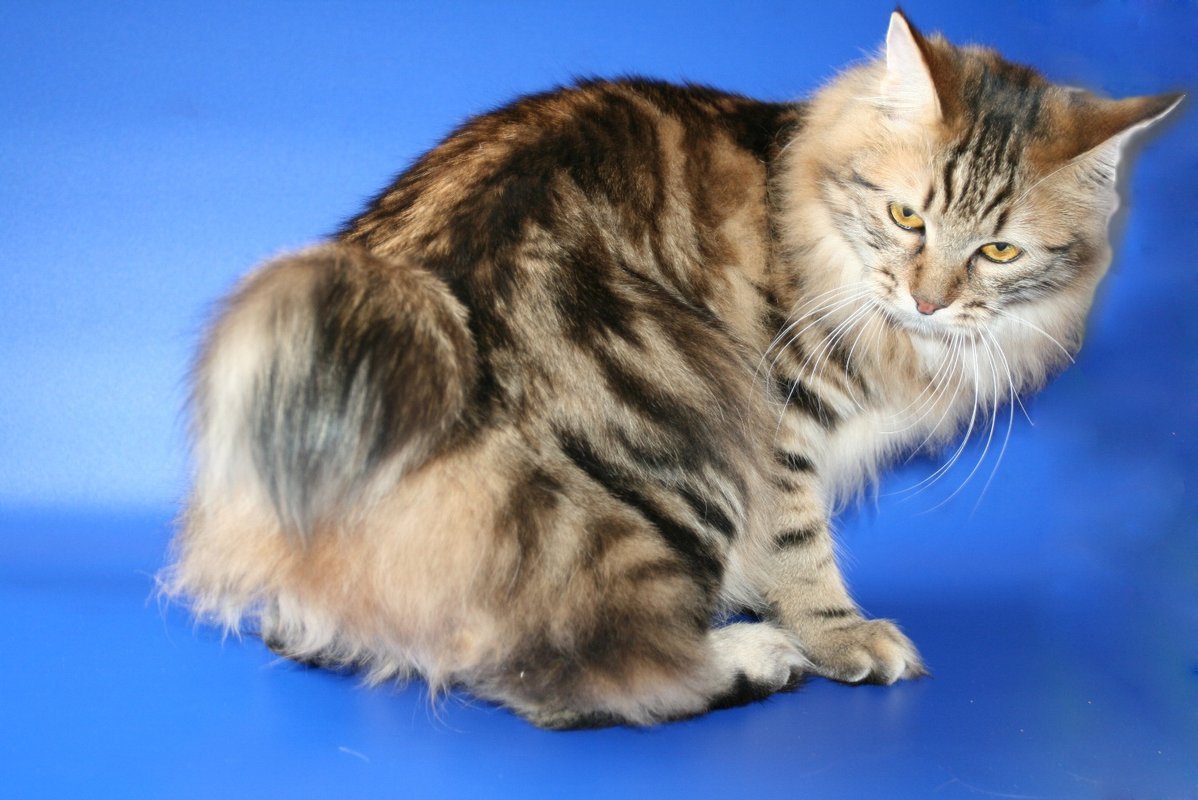 Курильский бобтейл трехцветный