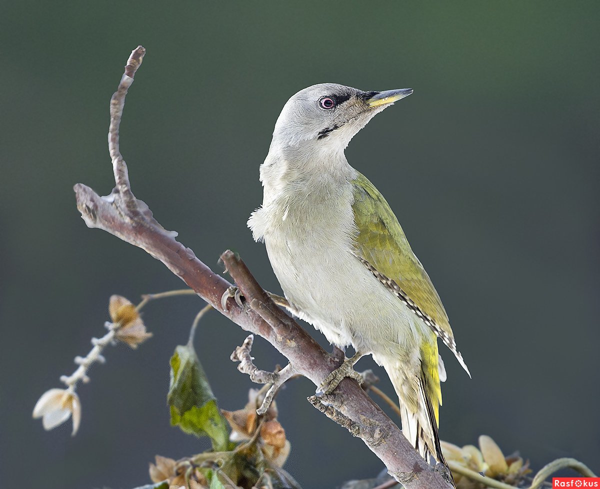 Зеленый дятел и Муравейник