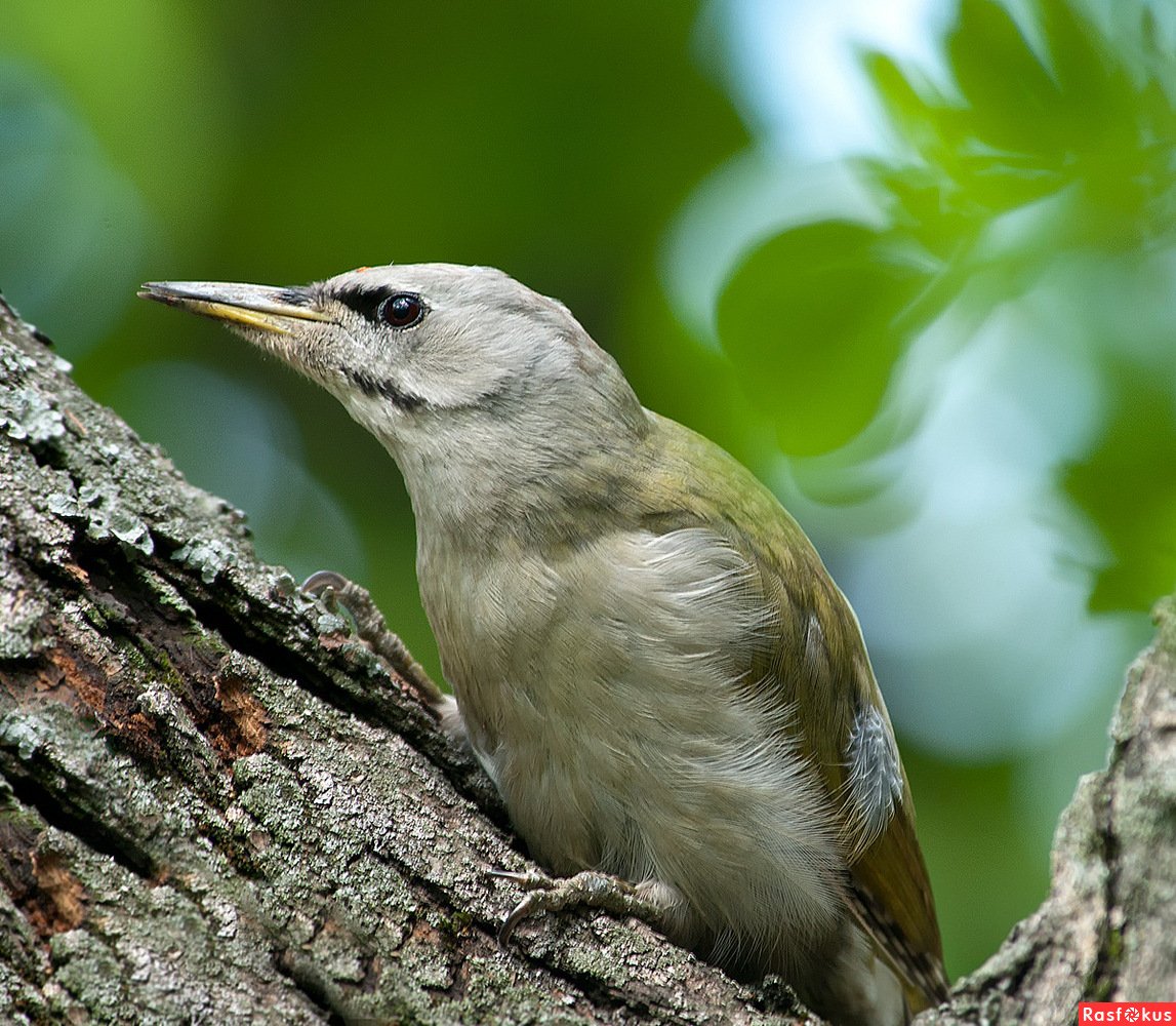 Дятел седоголовый зеленый