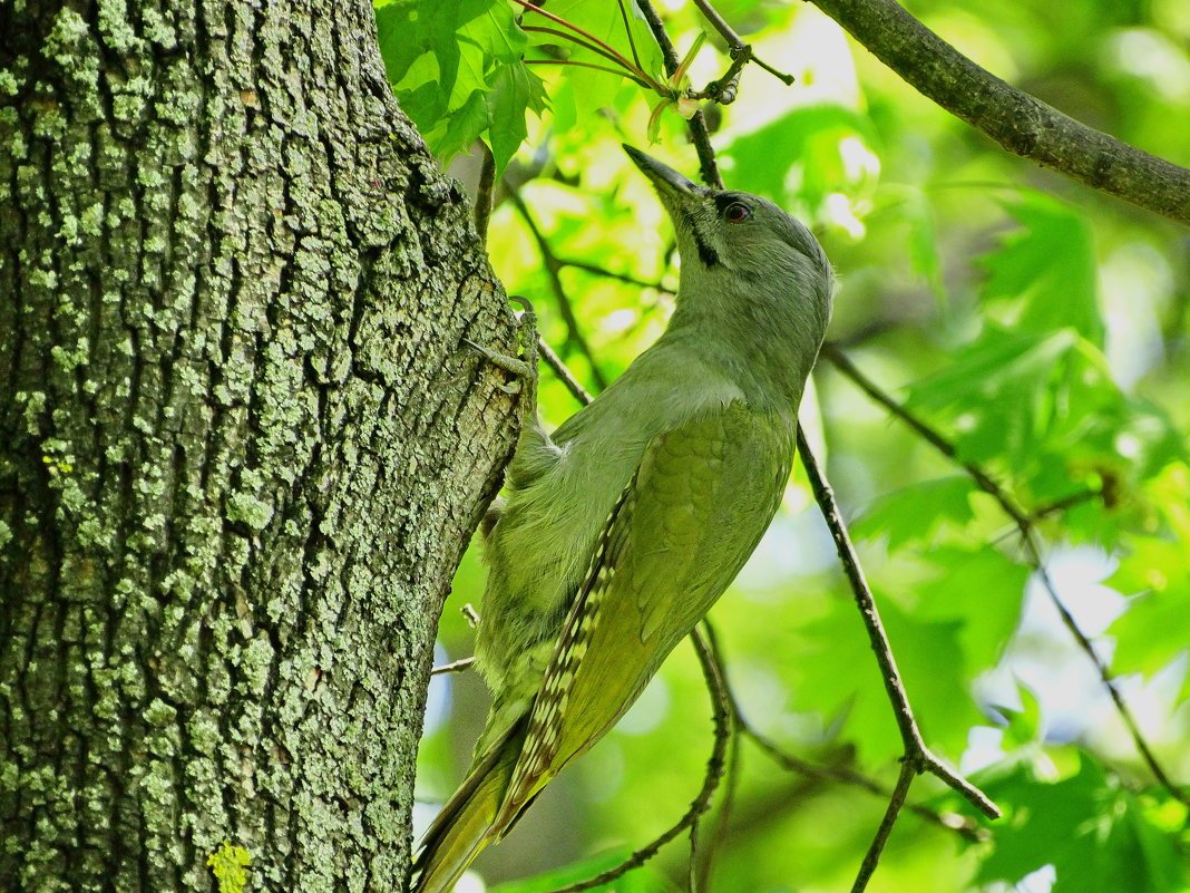 Зелёный дятел с хохолком