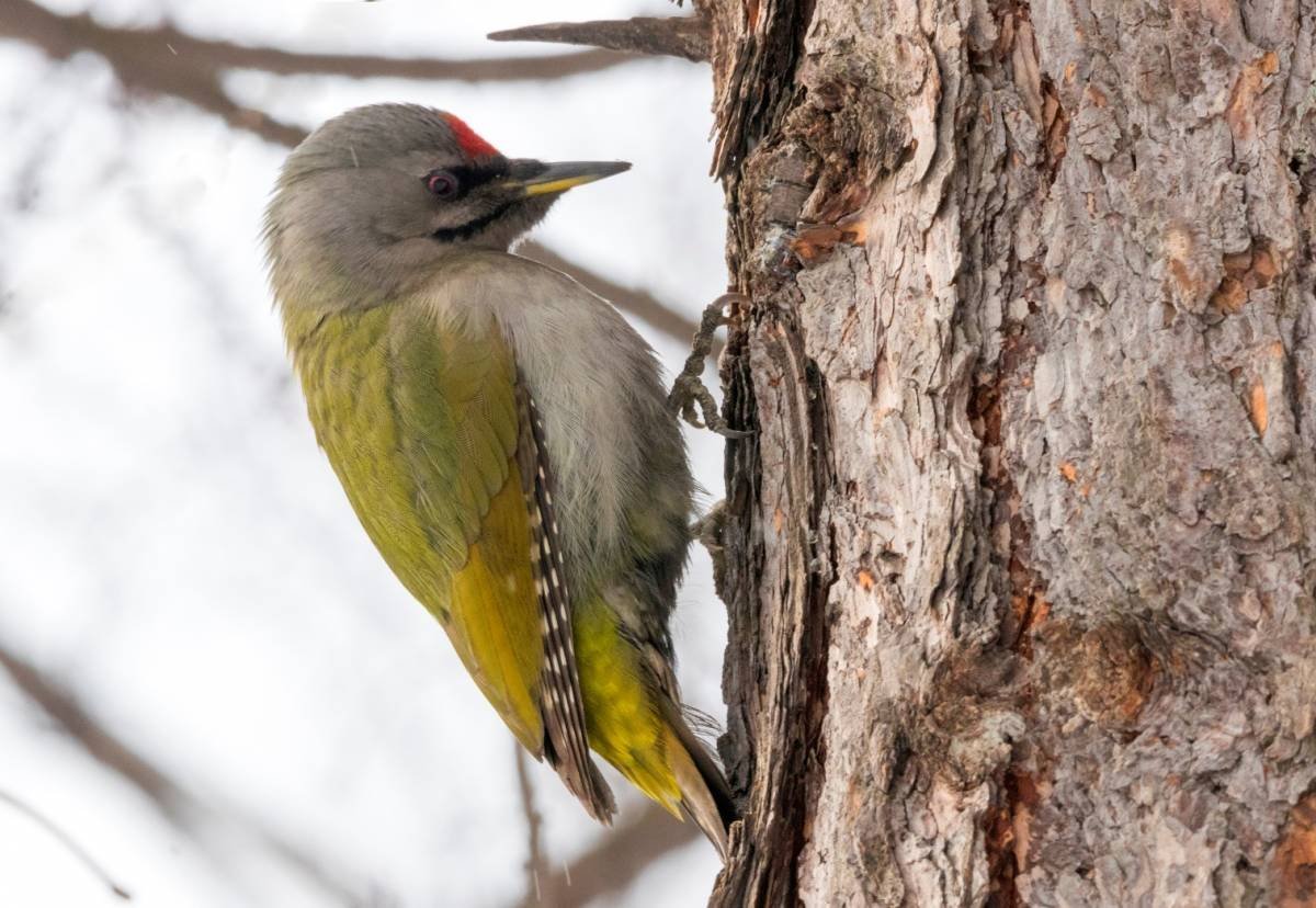 Молодой седой дятел