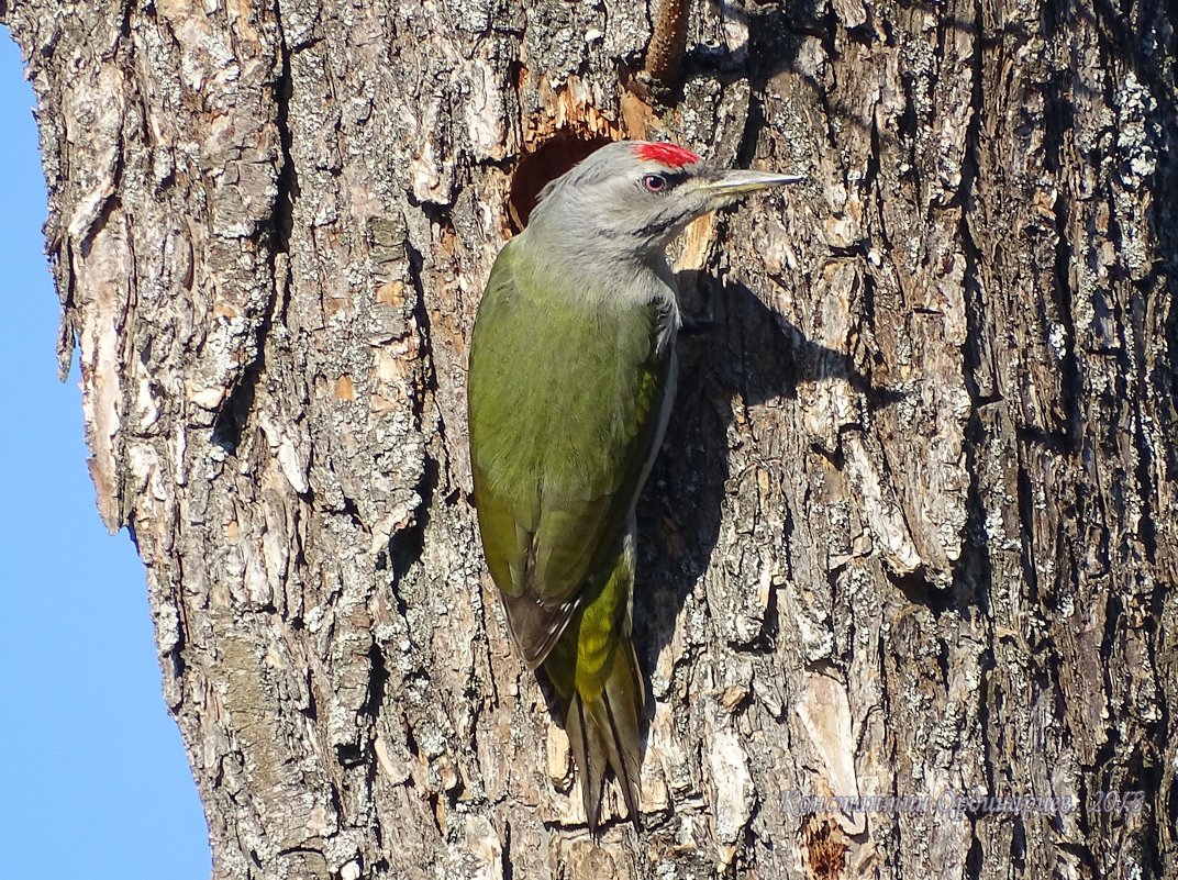 Дятел отличия видов