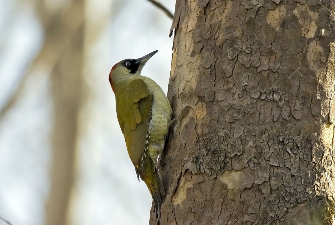 Китайский зеленый дятел