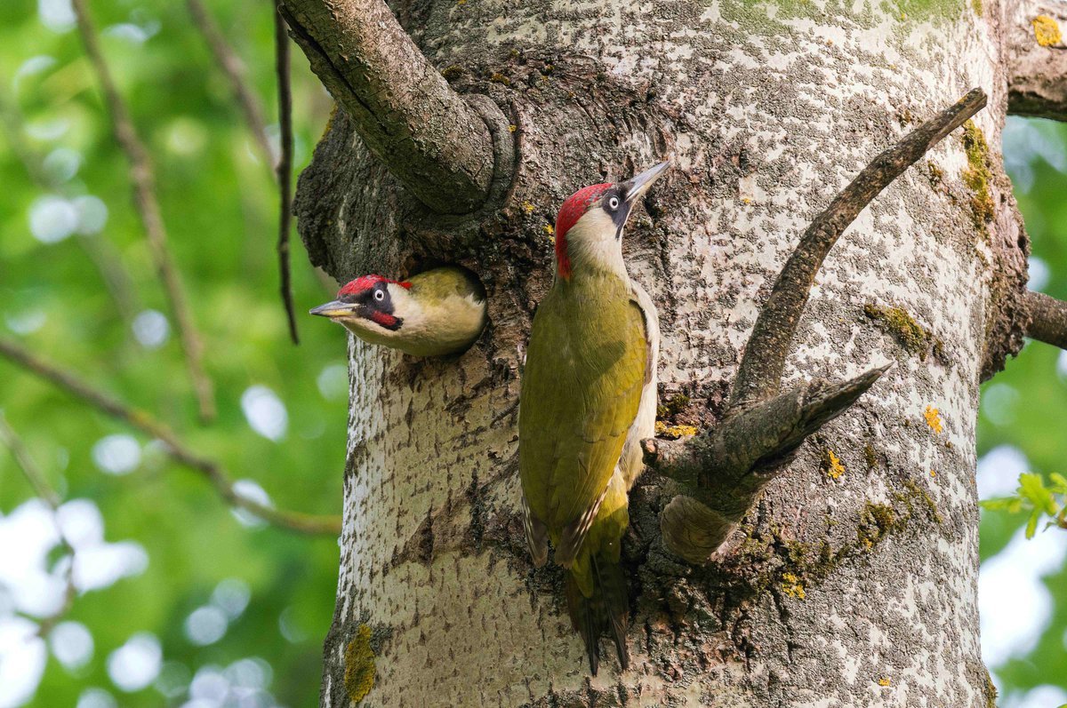 Зелёный дятел с хохолком
