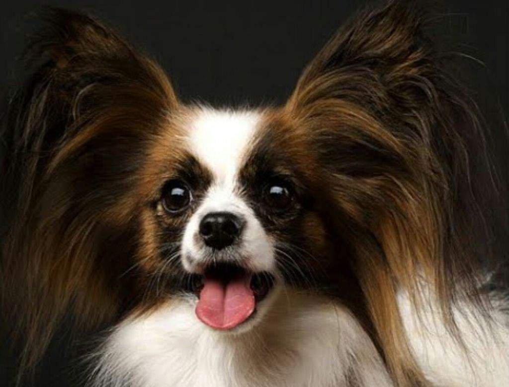 Фото Доберманы 1920 640