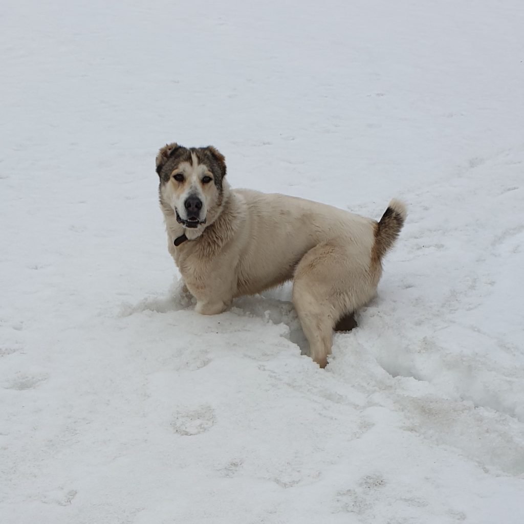Алабай с дворняжкой