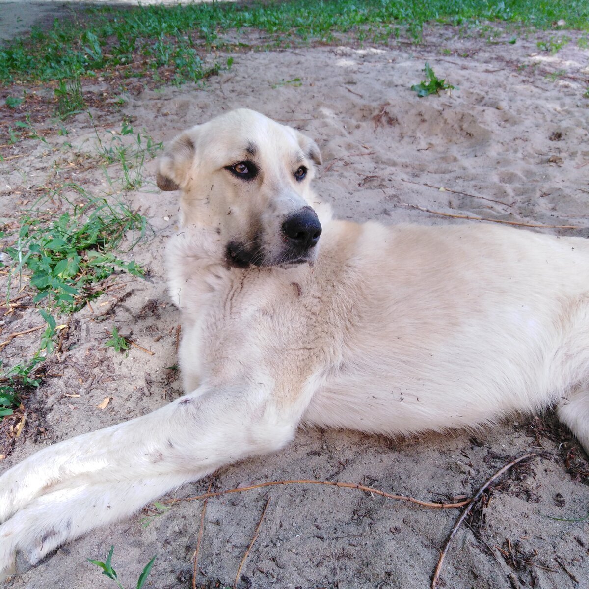 Среднеазиатская овчарка метис