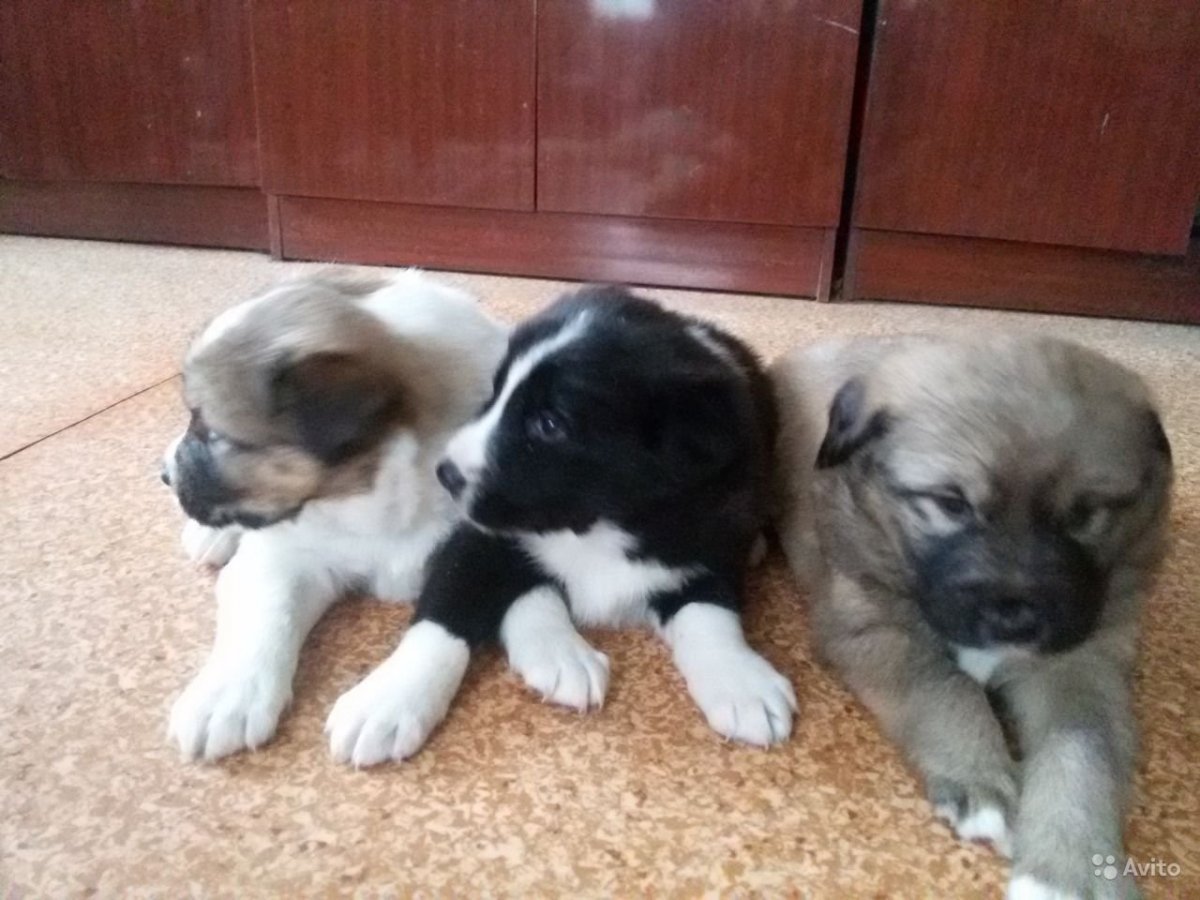 Смесь Московской сторожевой и дворняги